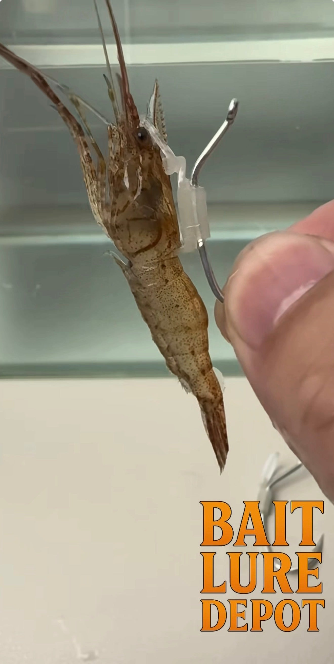 (10) Hook Bands For Live Shrimp™